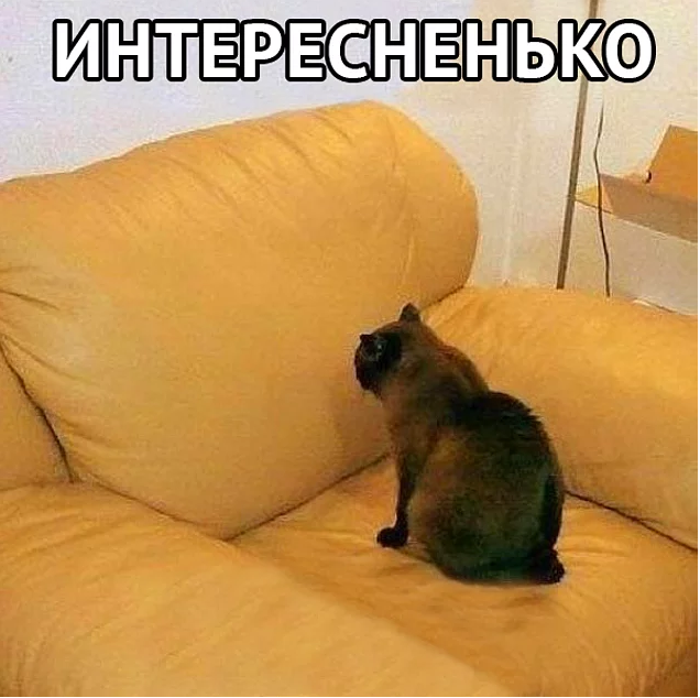 19 вещей, которые поймут все владельцы кошек и котов