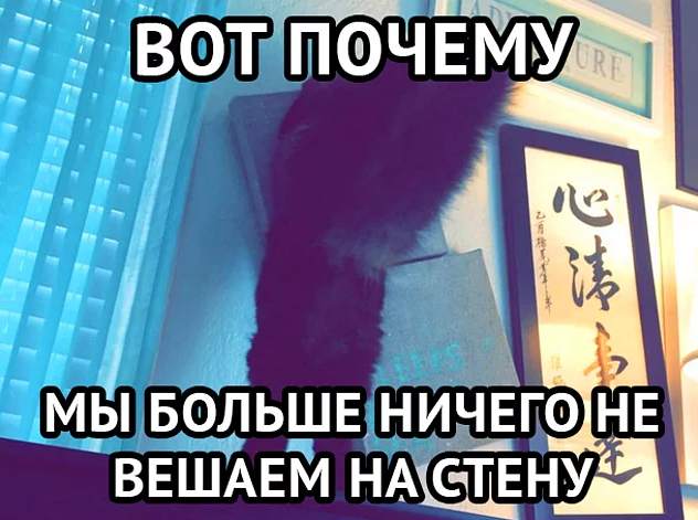 19 вещей, которые поймут все владельцы кошек и котов