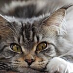 Дневник кота. Проект «Светлячок»