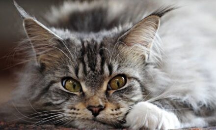 Дневник кота. Проект «Светлячок»