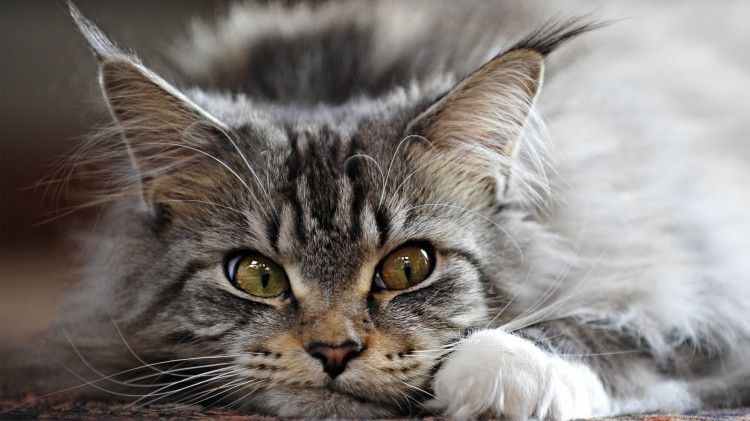 Дневник кота. Проект «Светлячок»