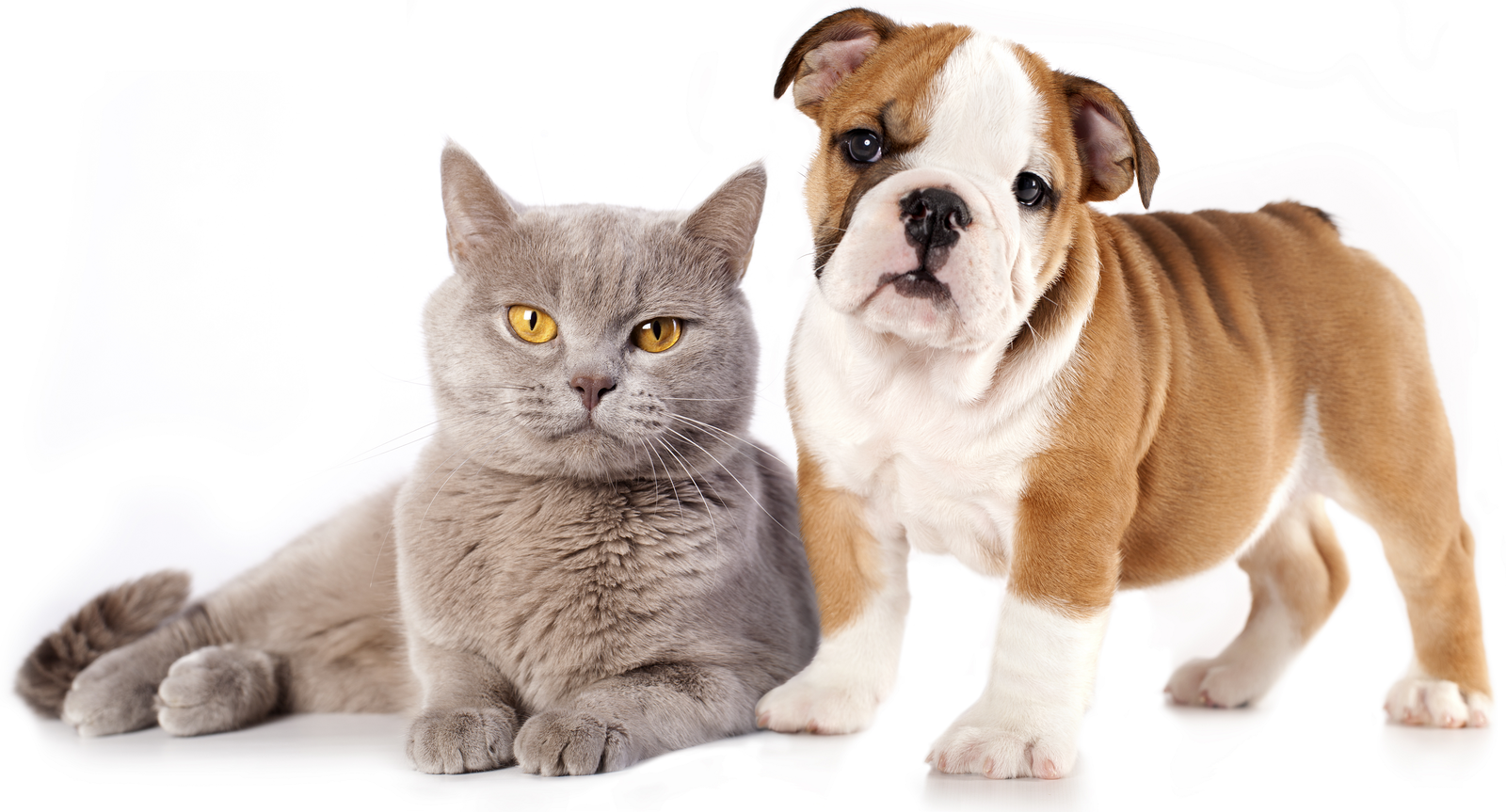 Породы животных кошек и собак. Собачки и кошечки. Кошка и собака на белом фоне. Домашние питомцы на белом фоне. Кошка и собака без фона.