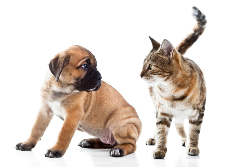 Различия между кошками и собаками