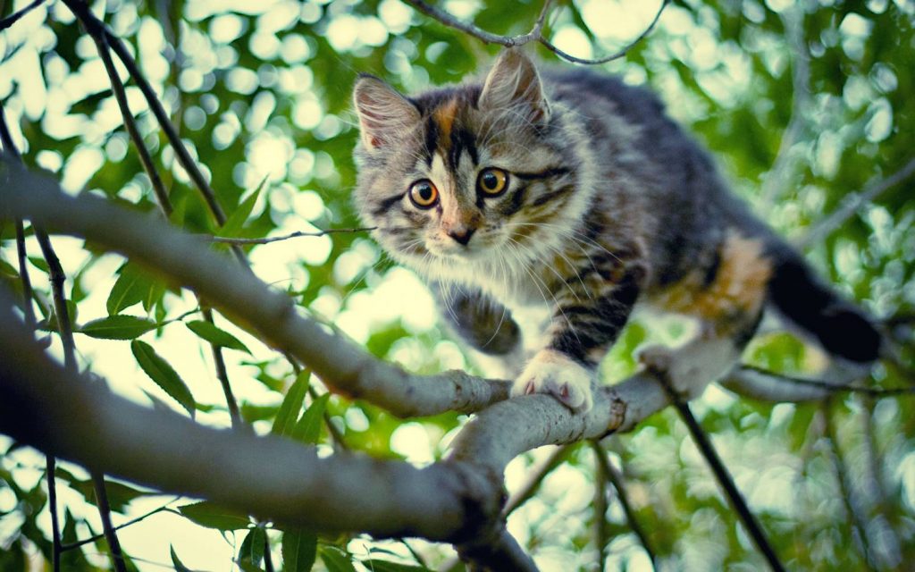 Как спасти кота, если он не может слезть с дерева