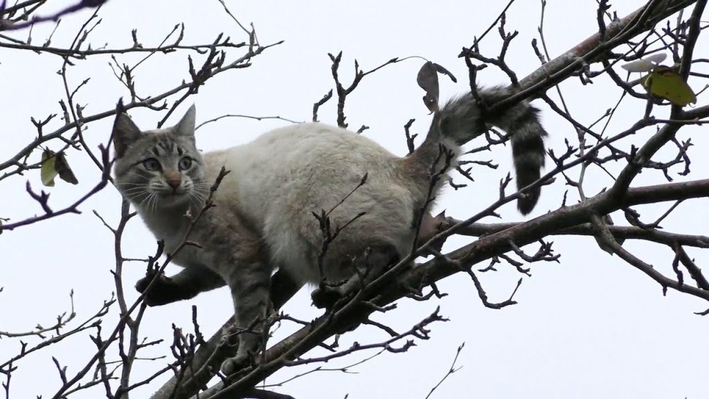Как спасти кота, если он не может слезть с дерева