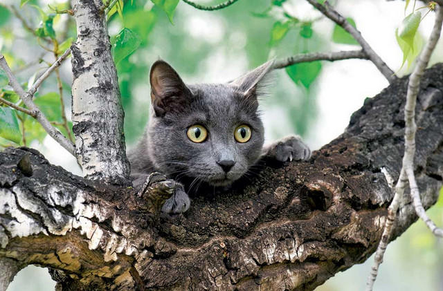 Как снять кота с дерева