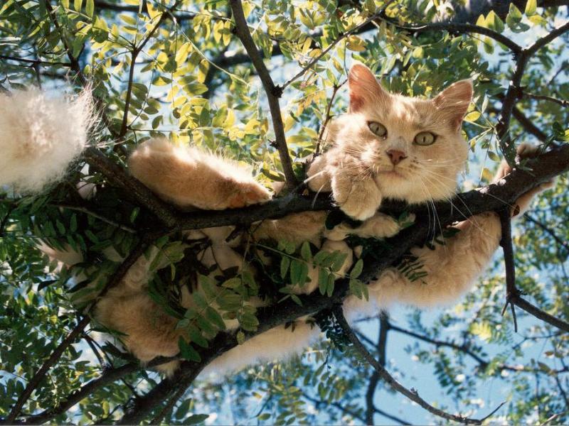 Как спасти кота, если он не может слезть с дерева?