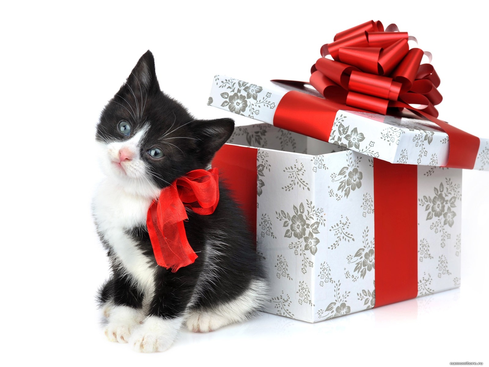 Чек-лист упаковки подарка, если рядом кот (50 пунктов)