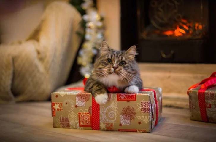 Что подарить кошке на Новый Год