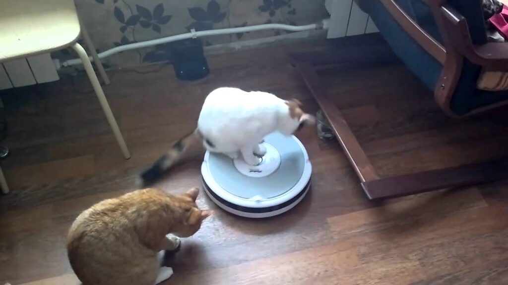 Коты и Румба