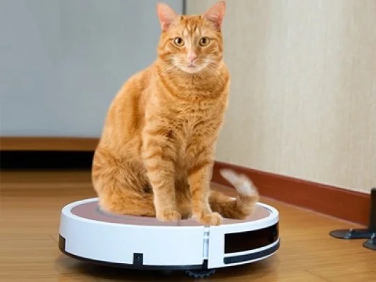 Коты и Румба