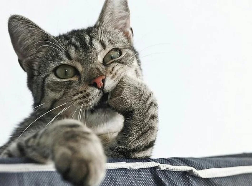 10 вещей о которых думают кошки