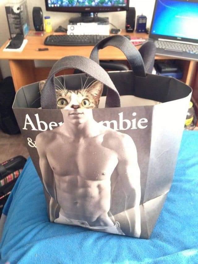 Карантин и котики