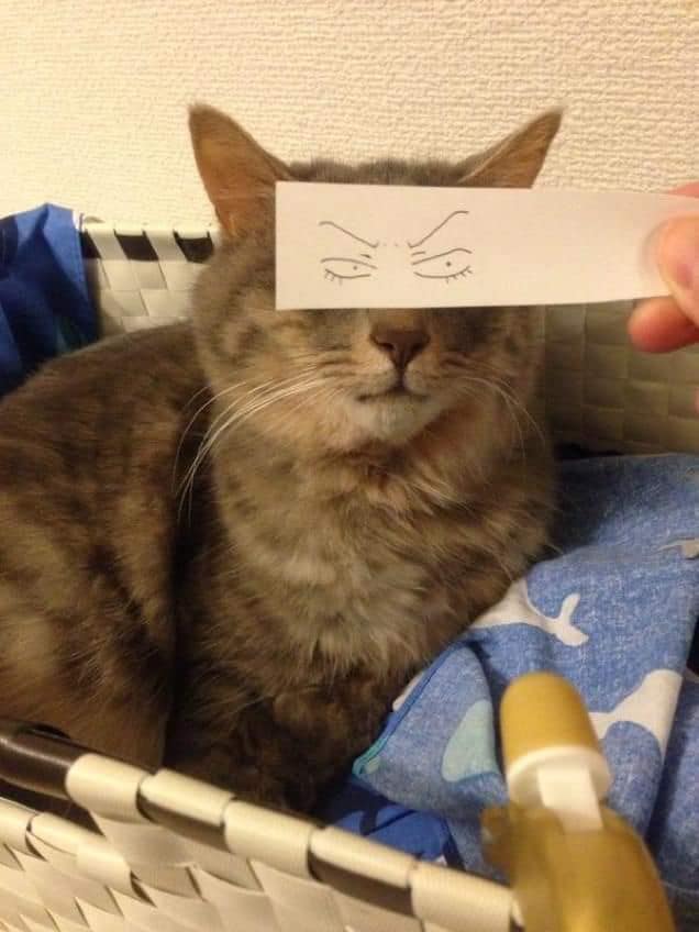 Карантин и котики