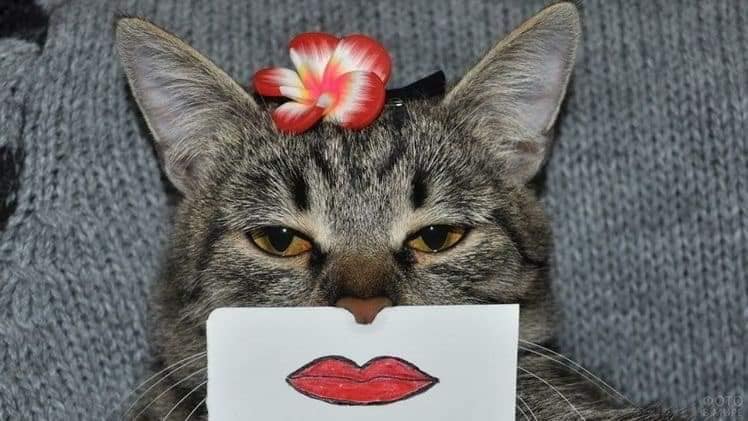 Карантин и котики