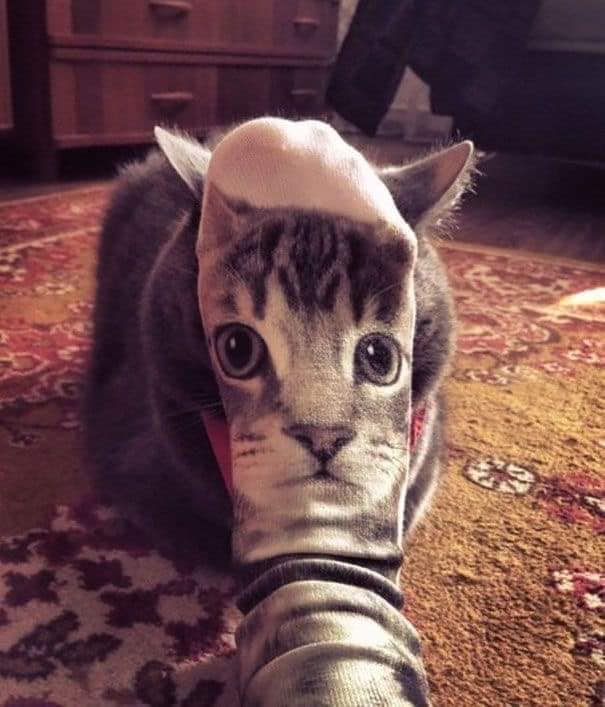 Карантин и котики