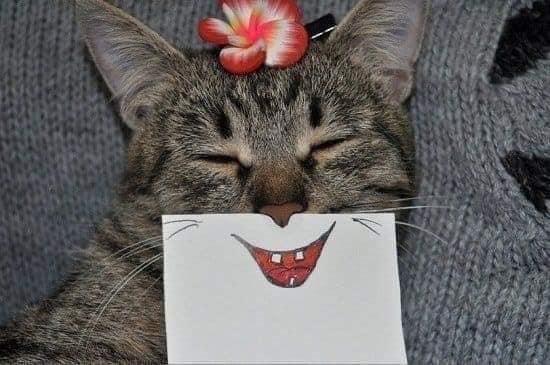 Карантин и котики