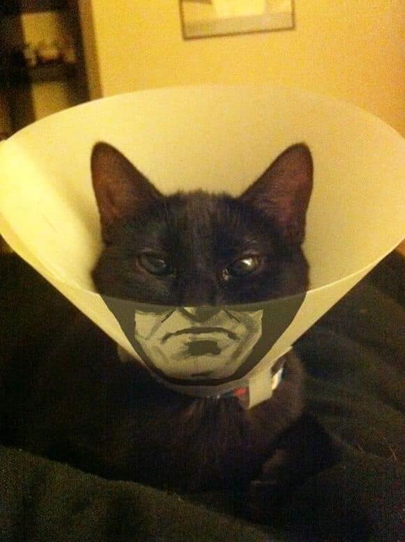 Карантин и котики