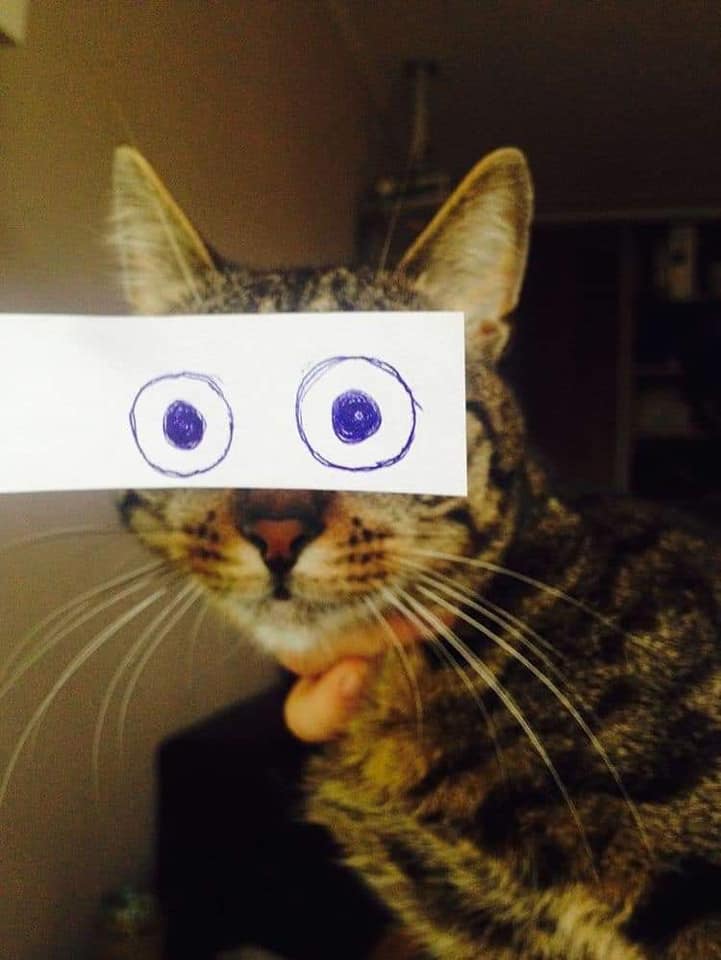 Карантин и котики