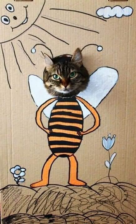Карантин и котики