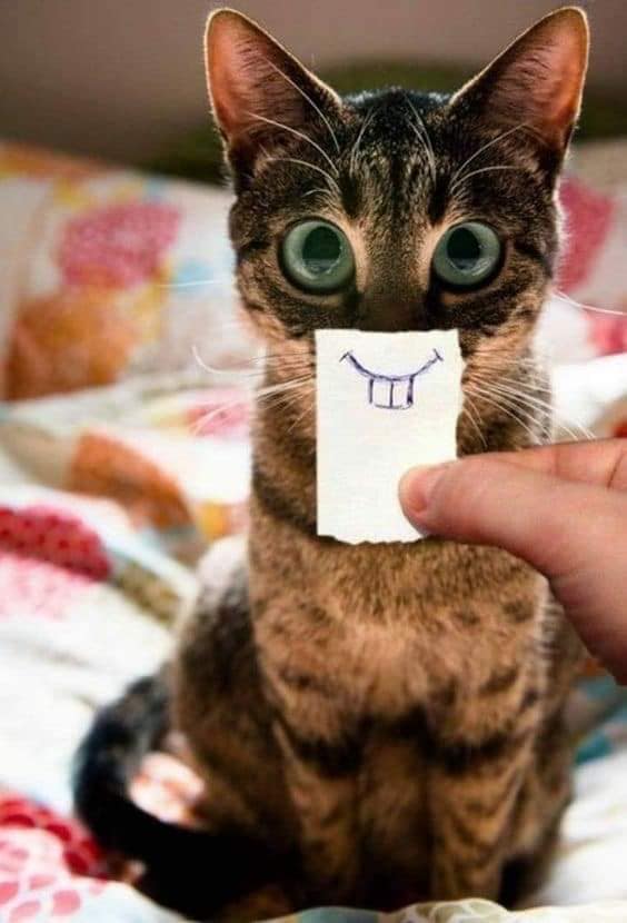 Карантин и котики