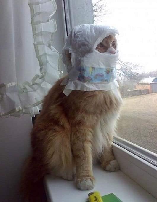 Карантин и котики