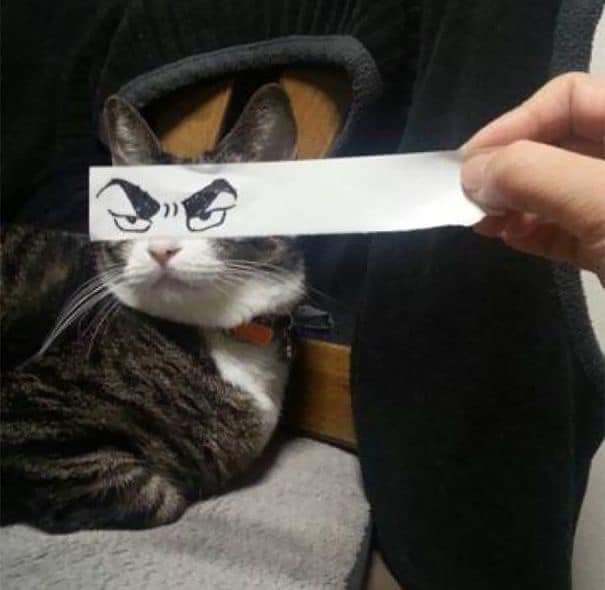 Карантин и котики