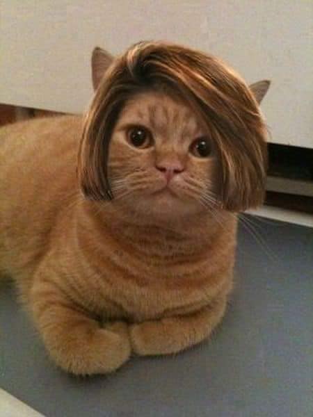 Карантин и котики