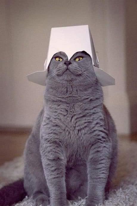 Карантин и котики