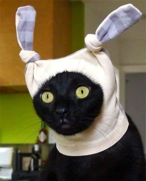 Карантин и котики
