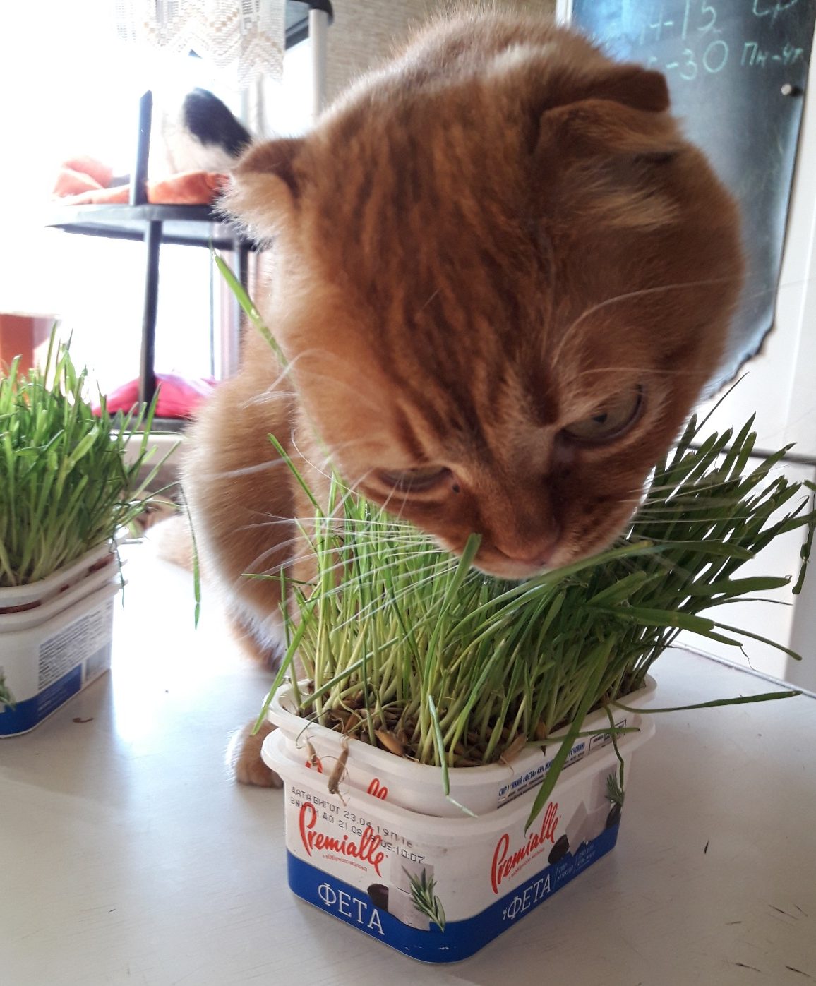 Как вырастить траву для котов