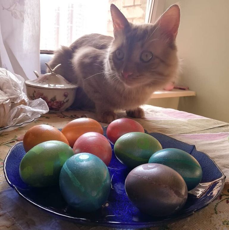 Котики и Пасха Как коты разговляются  куличам  и крашеным яйцами