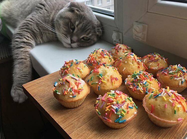 Котики и Пасха Как коты разговляются  куличам  и крашеным яйцами