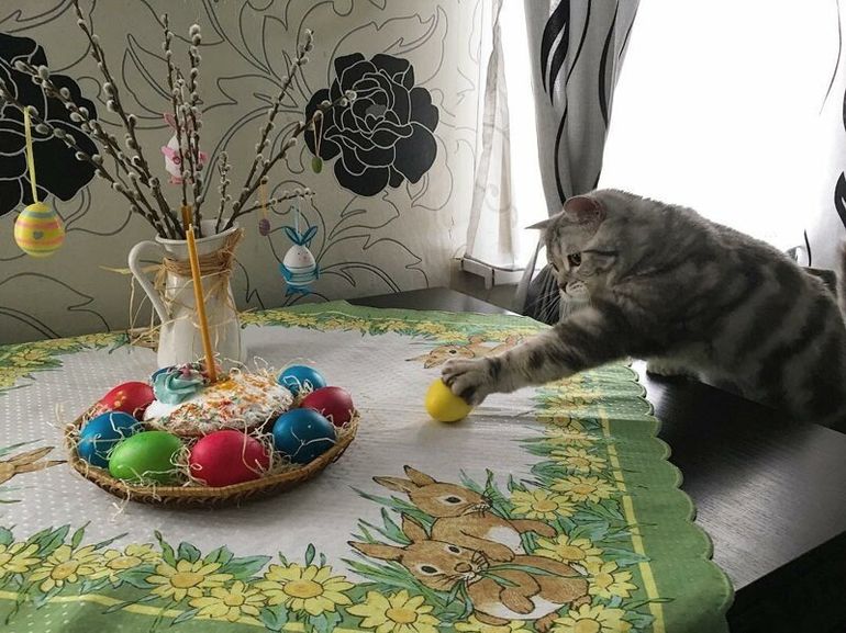 Котики и Пасха Как коты разговляются куличам и крашеным яйцами