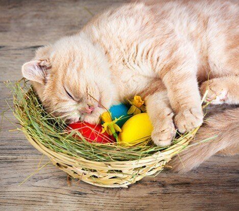 Коты и Пасха котики рады и куличам, и крашеным яйцам