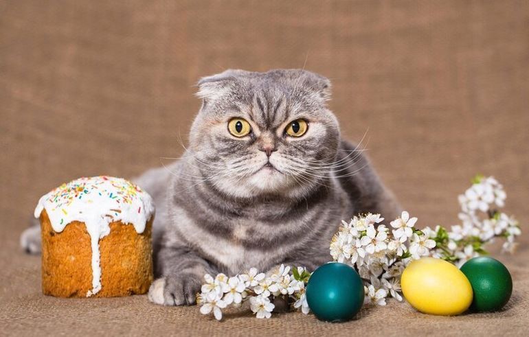 Коты и Пасха котики рады и куличам, и крашеным яйцам