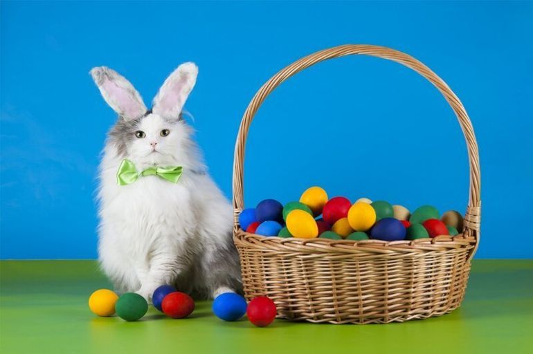 Коты и Пасха котики рады и куличам, и крашеным яйцам
