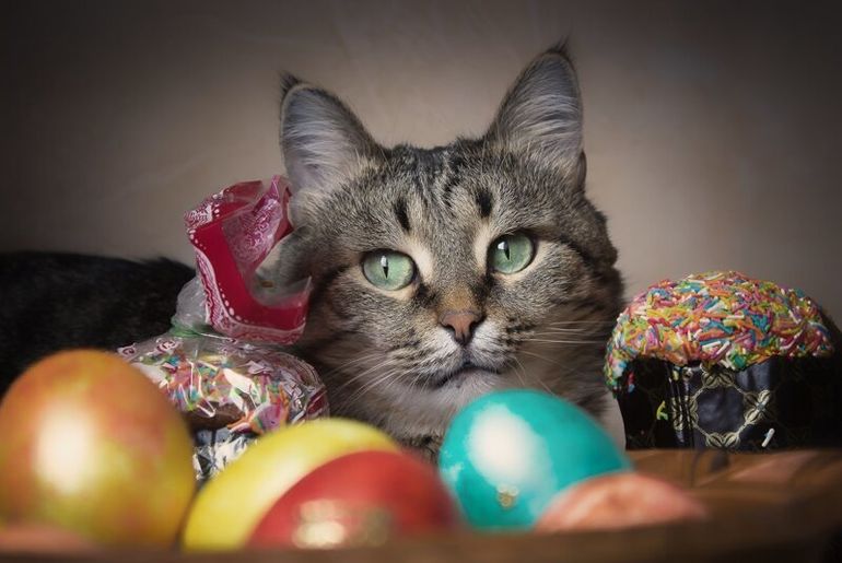 Коты и Пасха котики рады и куличам, и крашеным яйцам