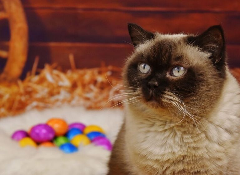 Коты и Пасха котики рады и куличам, и крашеным яйцам