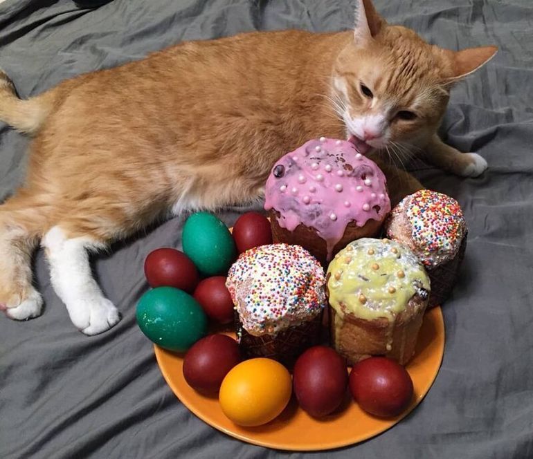 Коты и Пасха котики рады и куличам, и крашеным яйцам