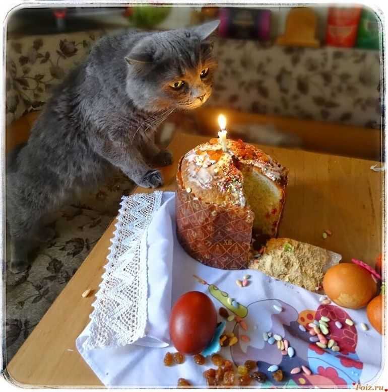 Коты и Пасха котики рады и куличам, и крашеным яйцам