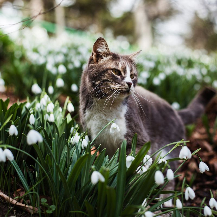 Котэ и весенние цветы