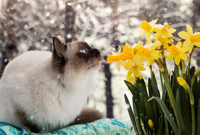 Котэ и весенние цветы