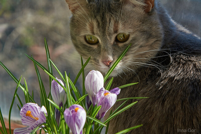 Котэ и весенние цветы