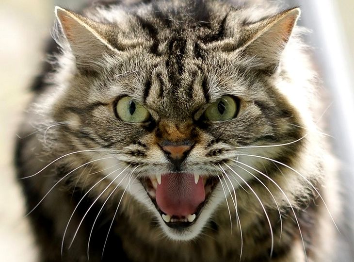 Кот, который защитил девочку не хуже любой собаки