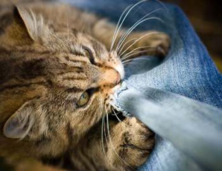 Кот, который защитил девочку не хуже любой собаки