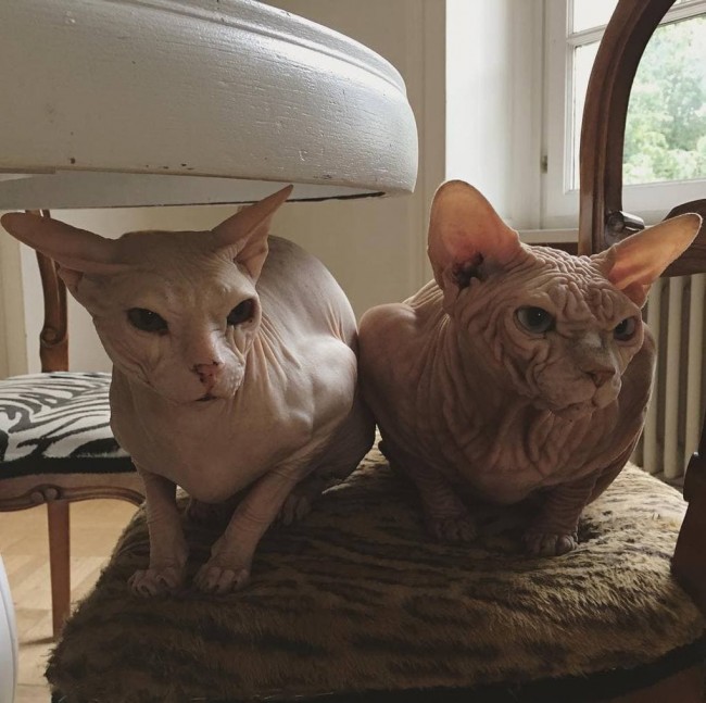 На лицо ужасные, добрые внутри.. Эти сфинксы-котики, только посмотри