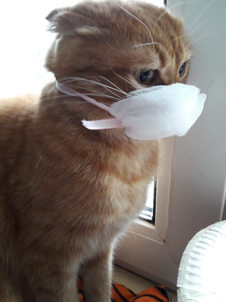 Песня кота из маски. Котик в медицинской маске. Маски. Котик. Маска кота. Котик в маске коронавирус.