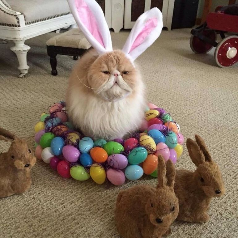 Коты и Пасха котики рады и куличам, и крашеным яйцам
