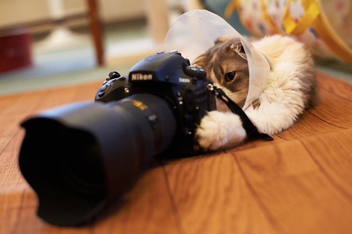 20 веселых фотографий с кошками